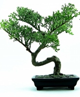 Bonsai
