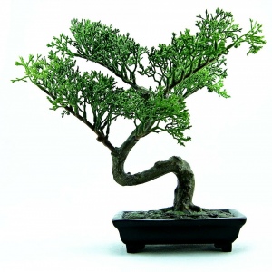 Bonsai