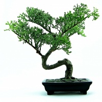 Bonsai